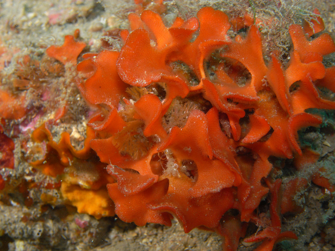 Pentapora foliacea